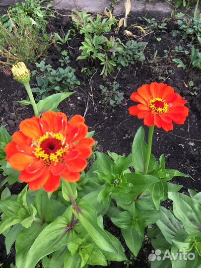 Цинии букет