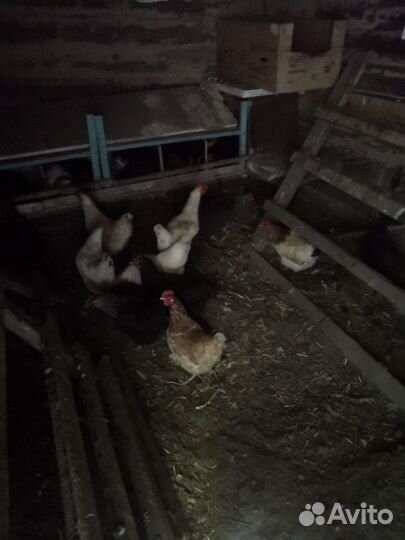 Инкубационное куриное яйцо домашнее