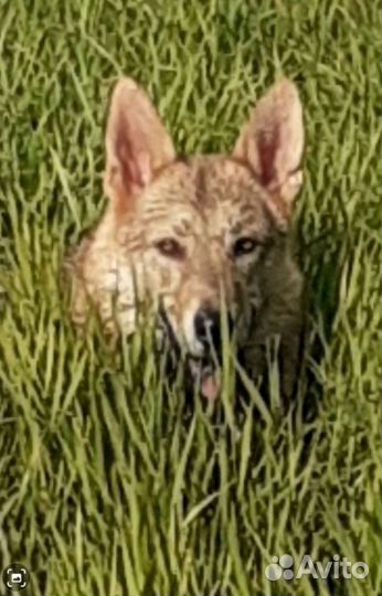 Акела ищет невесту