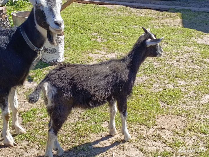 Козлята 5 месячный