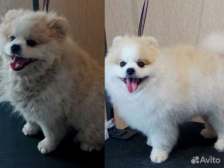 Стрижка собак