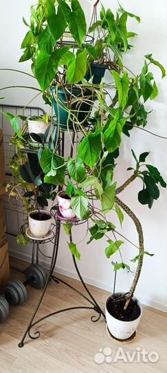 Цветы со стойкой