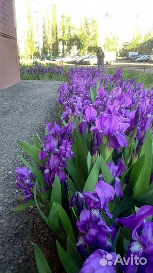 Ирисы луковицы
