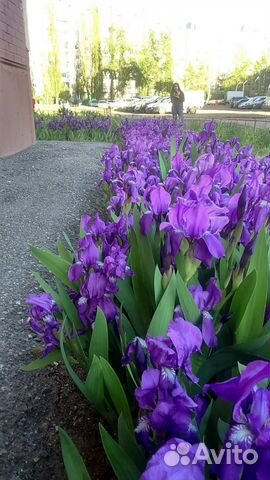 Ирисы луковицы