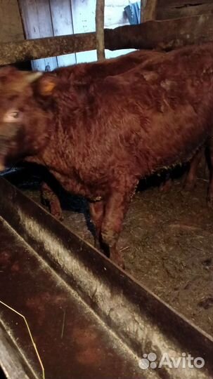 Бычки и быки