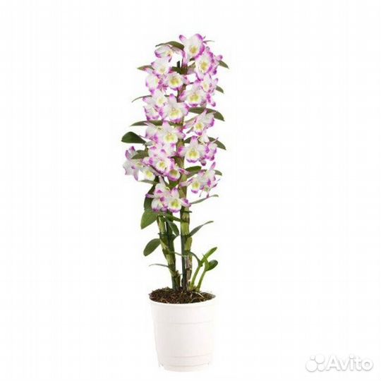 Орхидея фаленопсис