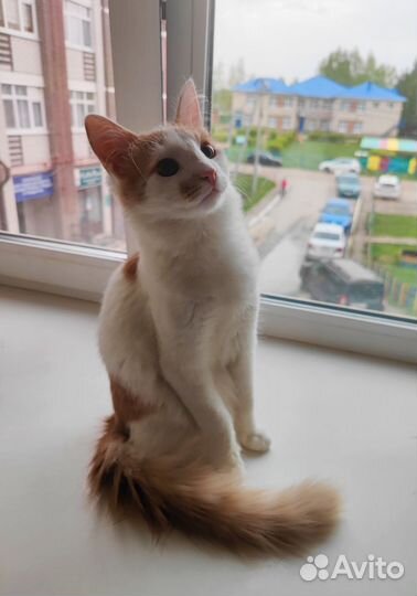 Мальчик котенок ищет дом
