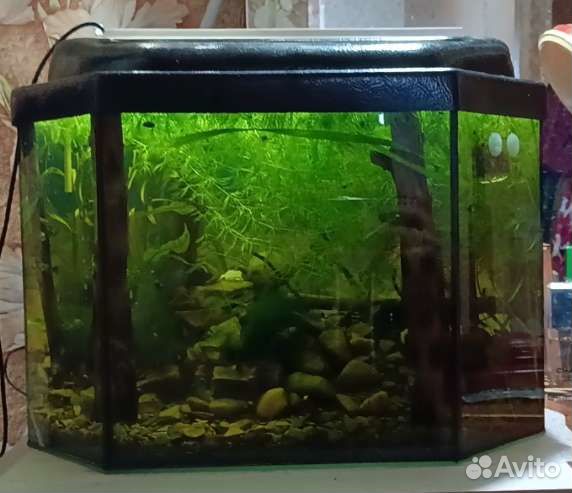 Аквариум со всем содеимым