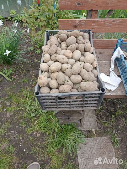 Семенной картофель