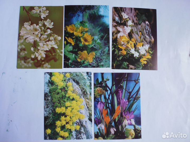 Открытки 1960-1970-х гг. Вып. 1