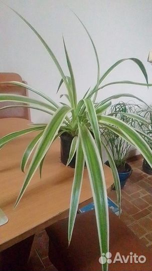 Хлорофитум хохлатый