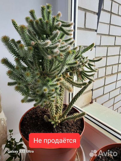 Кактус цилиндропунция