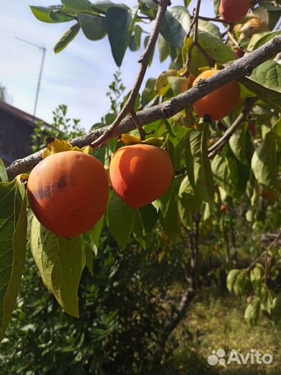 Продам хурму бычье сердце