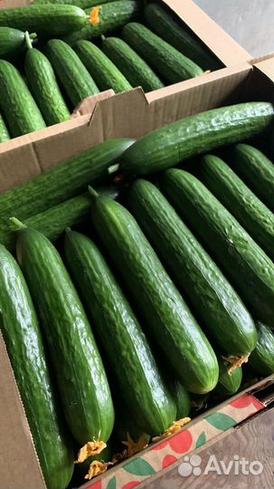 Огурцы оптом круглый год сорт Мева