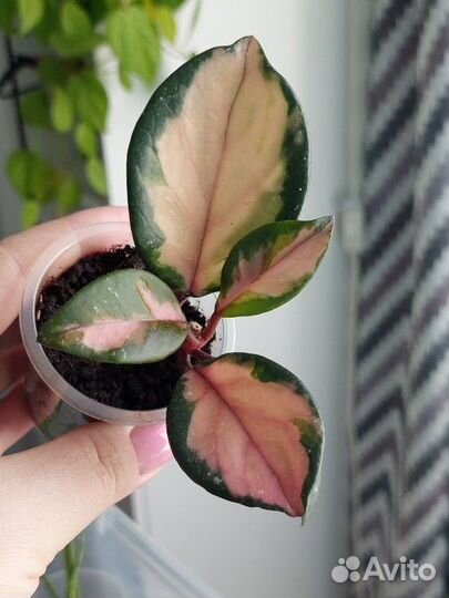 Хойя эскимо, макрофилла, матильда,парвифлора и др