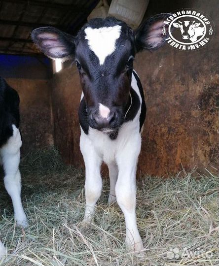 Телята Бычки