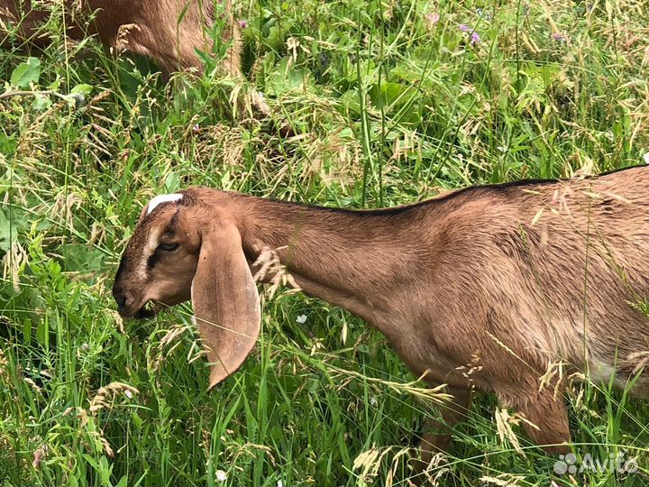 Козочка нубийская, дойные козы