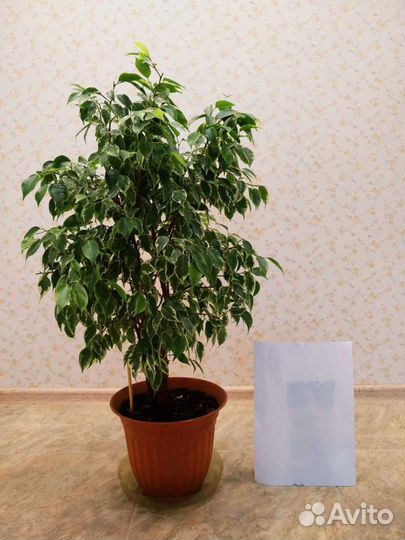 Фикусы Бенджамина