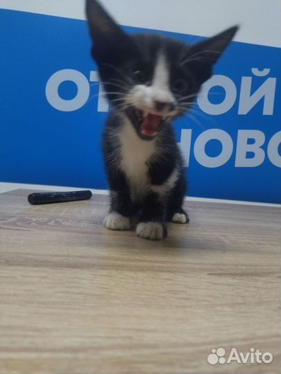 Брошенный котик