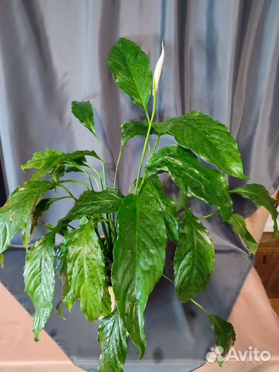 Спатифиллум