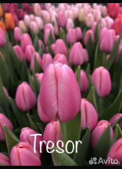 Букет тюльпанов к 8 марта