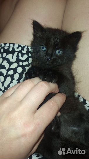 Домашние животные котята в Москве