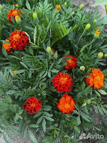 Рассада бархатцев