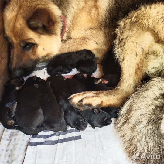 Продам щенков немецкой овчарки