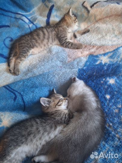 Отдам котят