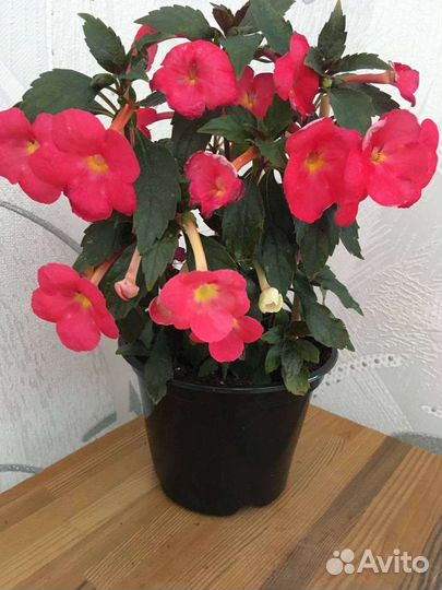 Ризомы Ахименесов