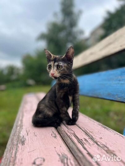 Кошка в дар