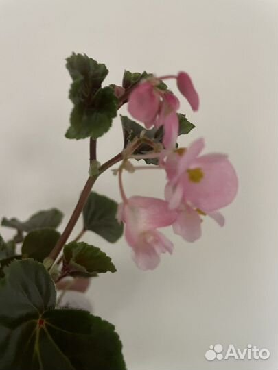 Бегония вечноцветущая