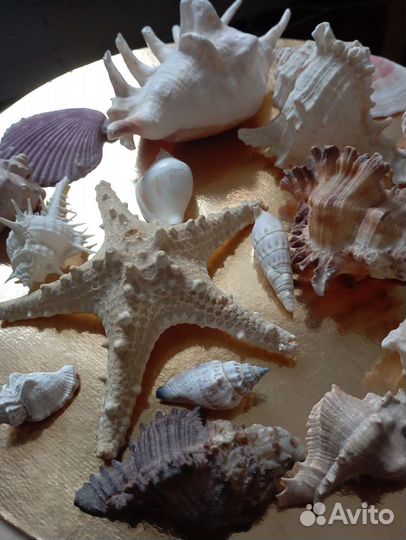 Ракушки, раковины, звезда морская