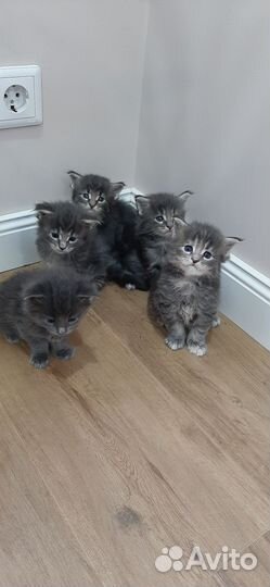 Котята мейн-кун