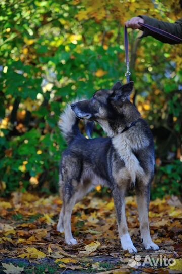 Серьезный пёсик ищет дом