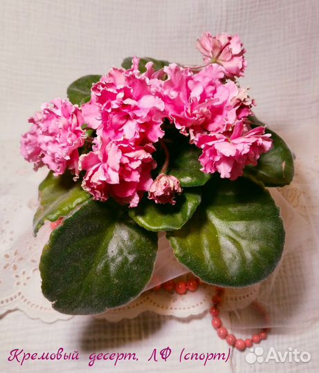 Фиалки стандарты - детки