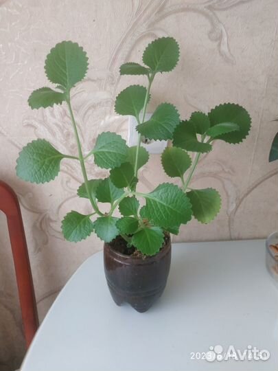 Мята комнатная