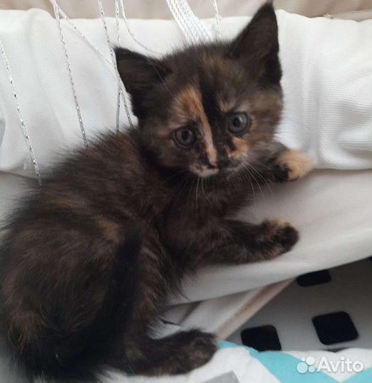 Кошка