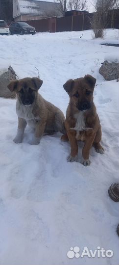 Щенки в хорошие руки бесплатно