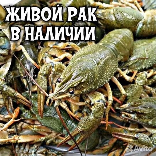 Продам живые раки