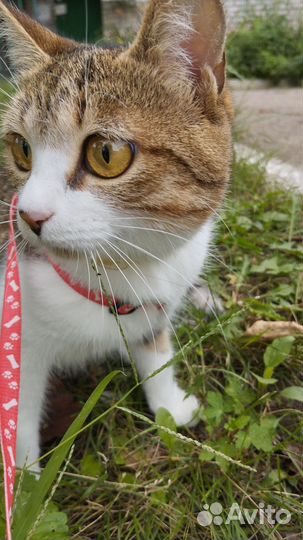 Отдаю кошку бесплатно в добрые руки