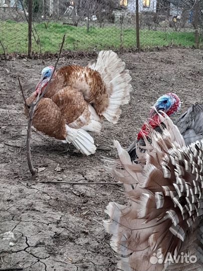 Индюки на разведение. Инкубационное яйцо