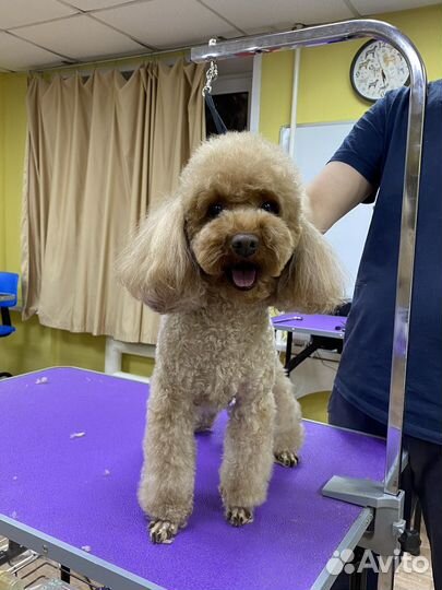 Стрижка собак