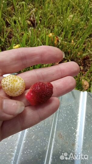 Земляника лесная (саженцы)