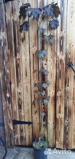 Клён Японский Берёза Тюльпанов дерев Липа Глициния