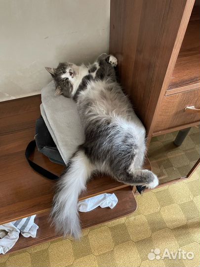 Котенок в добрые руки