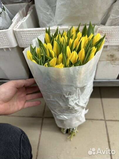 Цветы тюльпаны