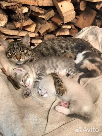 Кошки в добрые руки бесплатно