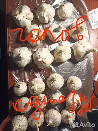 Лук чеснок рокамболь