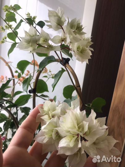 Бугенвиллия